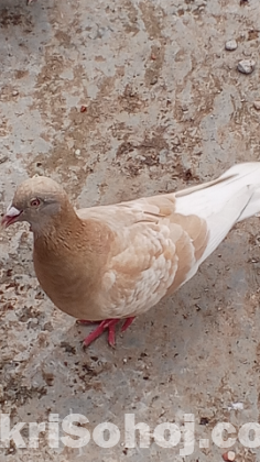 কবুতর